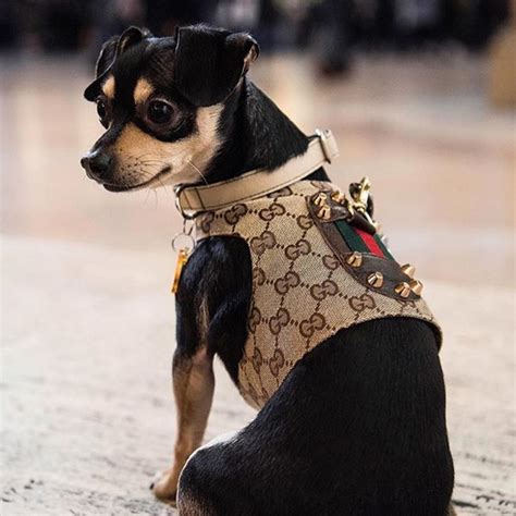 gucci dog harnesses for small dogs